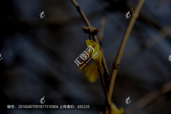 迎春花