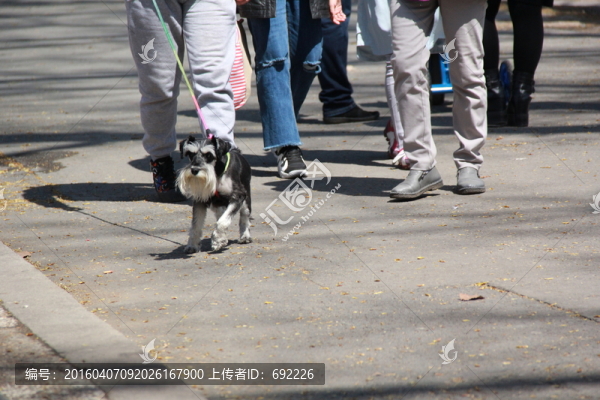 狗
