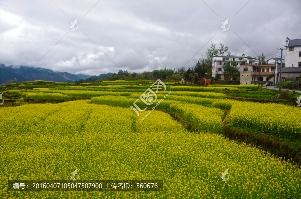 油菜花