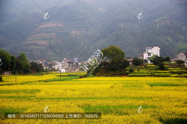 油菜花