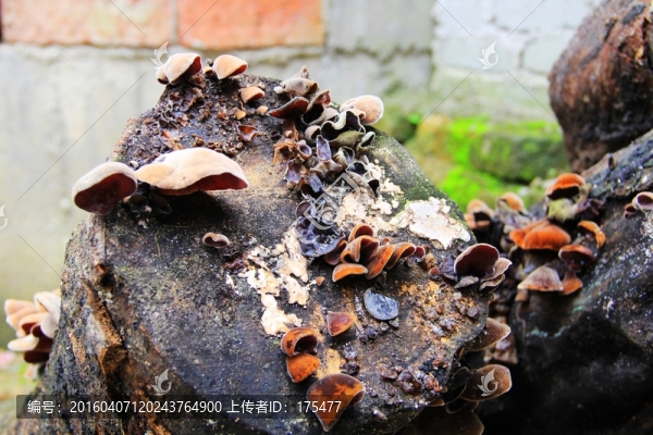 木耳