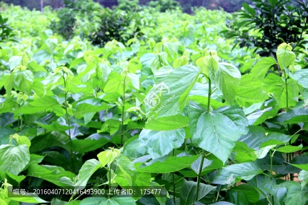 桑樹