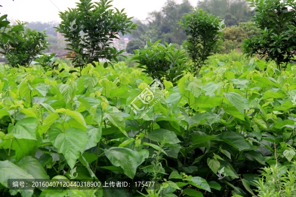 桑葉