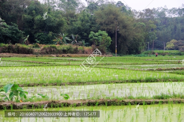 梯田