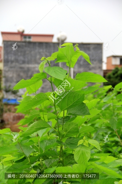 桑樹