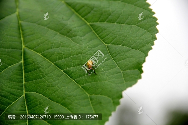 桑葉脈絡(luò)