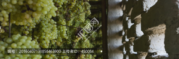 葡萄