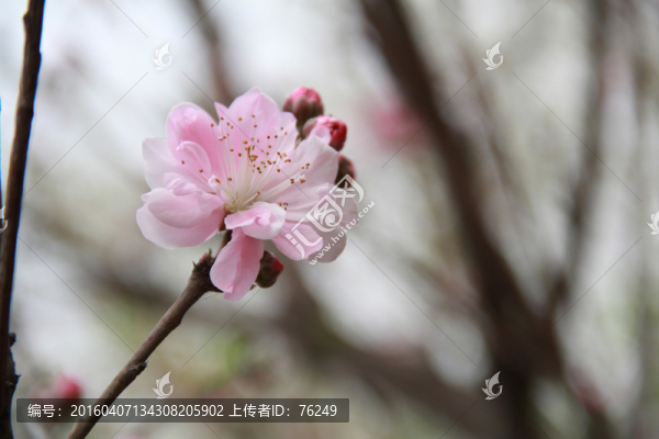 桃花笑春風(fēng)