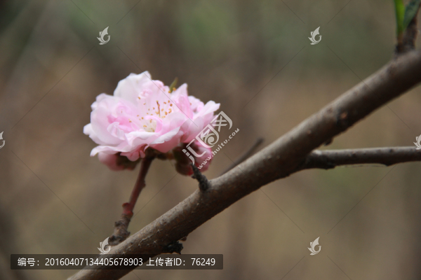 一枝桃花