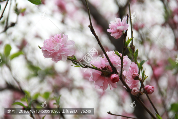 桃花笑春風(fēng)