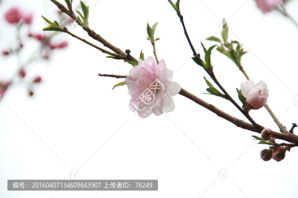 一枝桃花