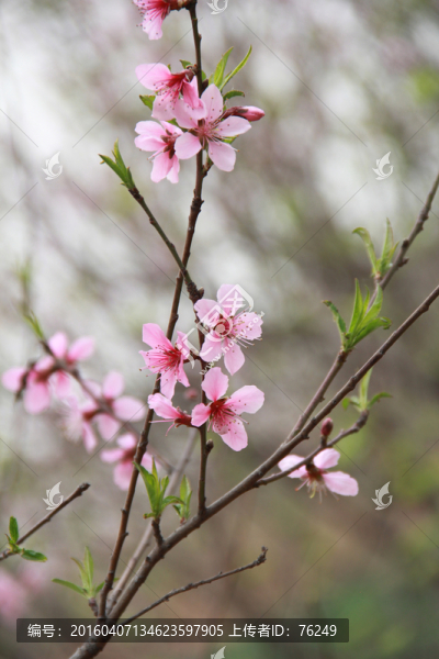 桃花笑春風(fēng)