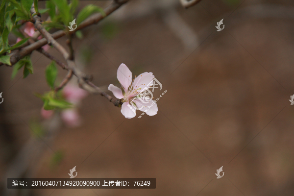 一枝桃花
