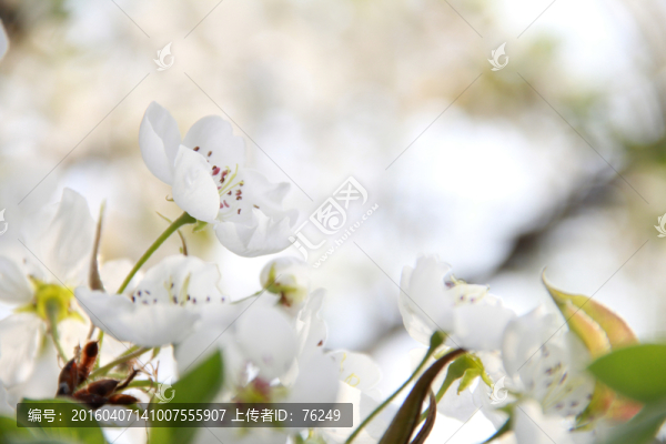 梨花勝雪