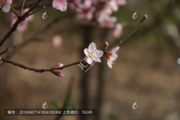 一枝桃花
