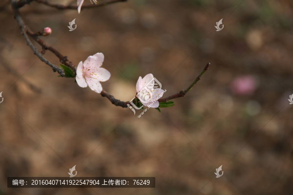 一枝桃花