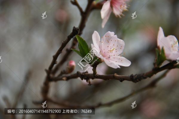 一枝桃花