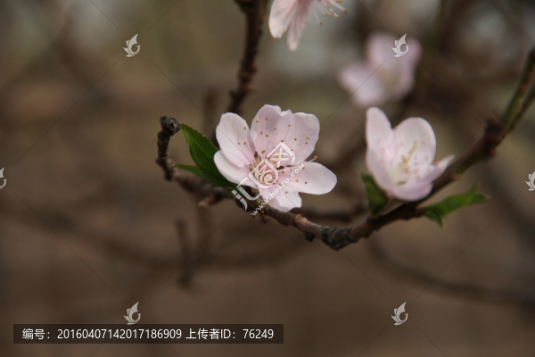 一枝桃花