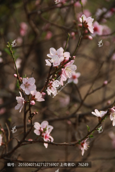 桃花笑春風(fēng)