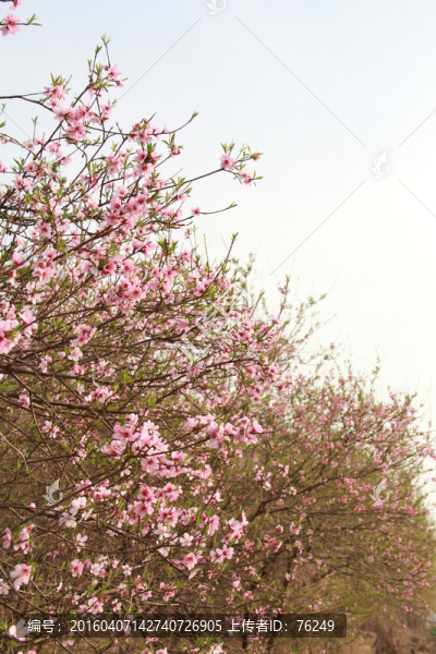桃花源
