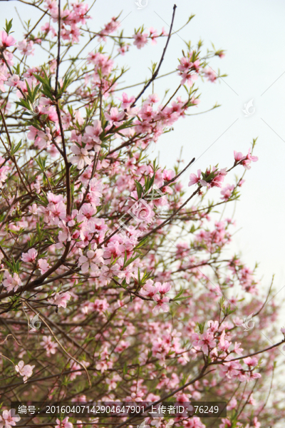 桃花源