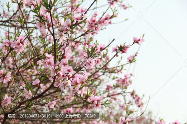 桃花源