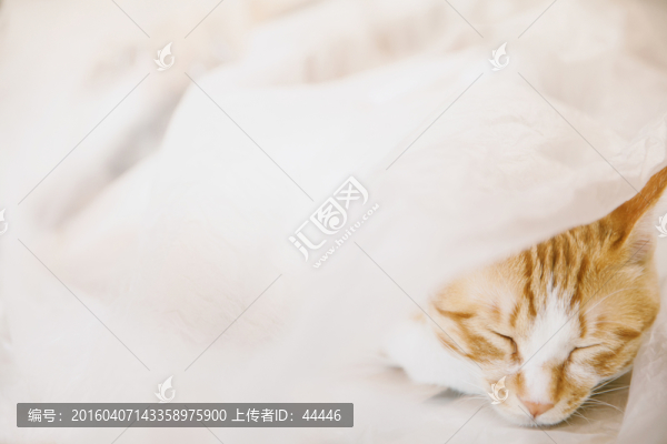 貓咪