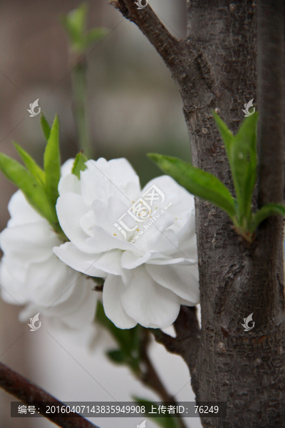 白色花蕾白色桃花