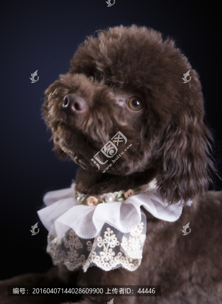 泰迪犬
