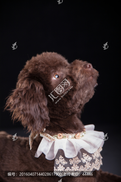 泰迪犬