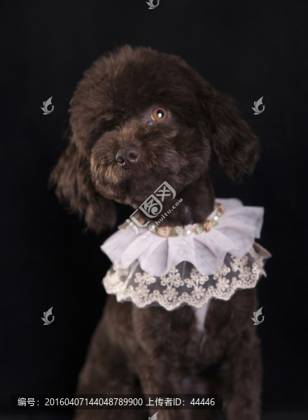 泰迪犬
