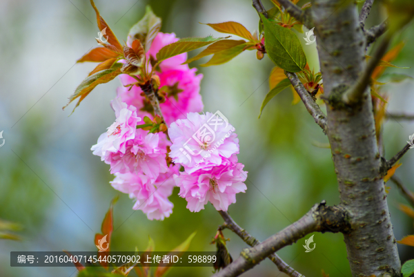 櫻花