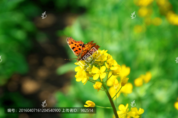蝴蝶油菜花