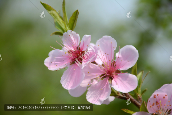 桃花