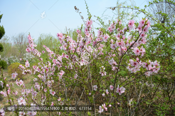 春天的公園
