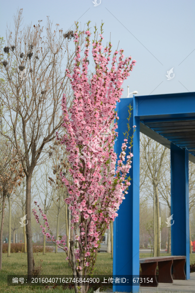 桃花
