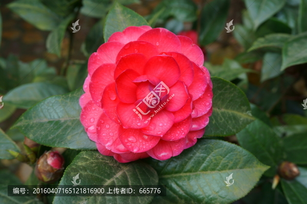 茶花