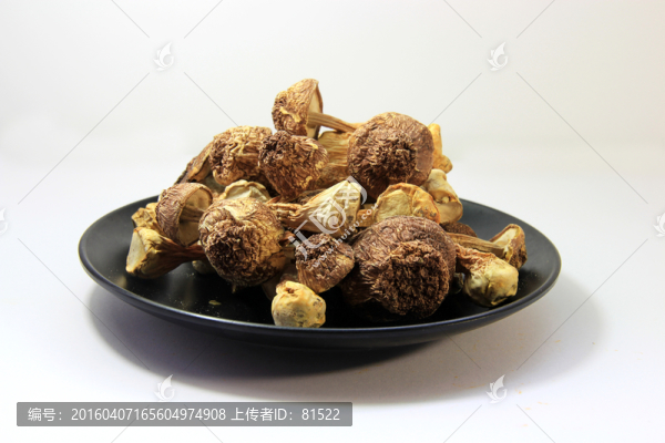 姬松茸