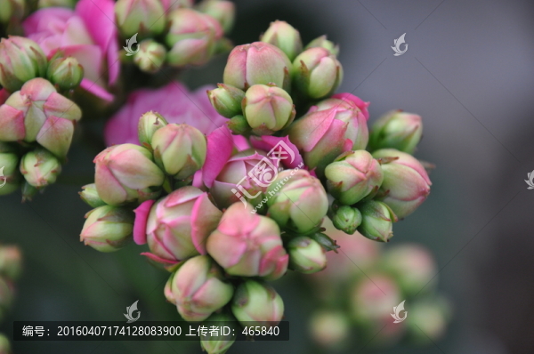 長壽花,壽星花