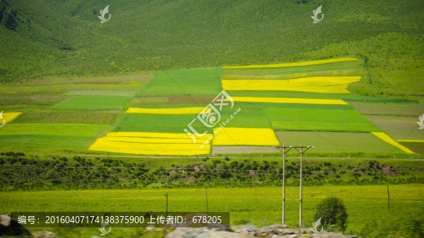 門源油菜花