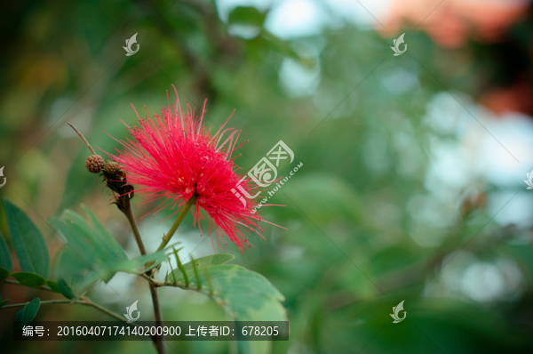 合歡花