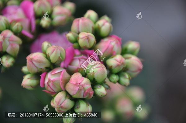 長(zhǎng)壽花,壽星花