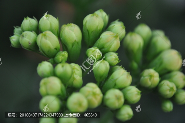 長壽花,壽星花