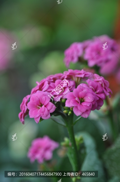 長壽花,壽星花