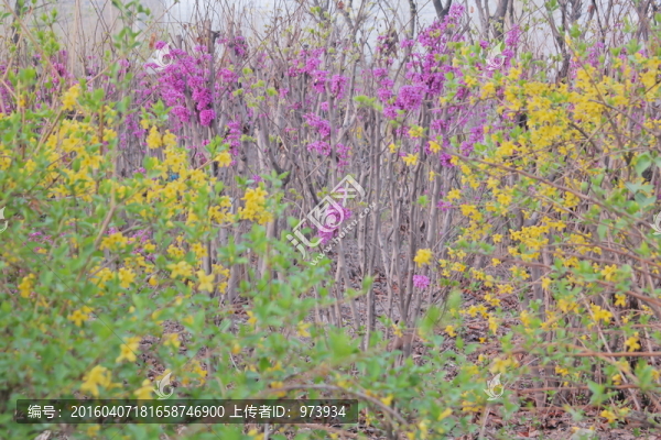 花叢