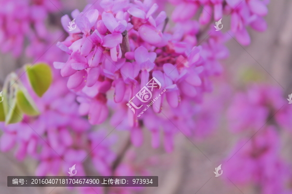 紫荊花