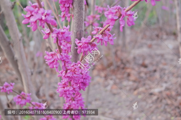 紫荊花