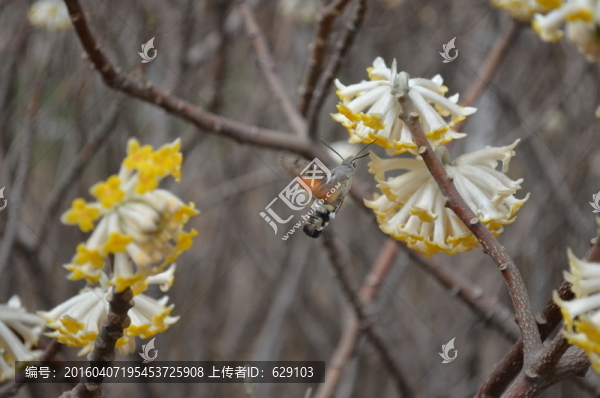 蝶戀花