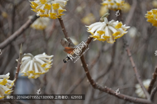 蝶戀花
