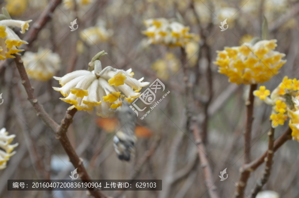 飛蛾